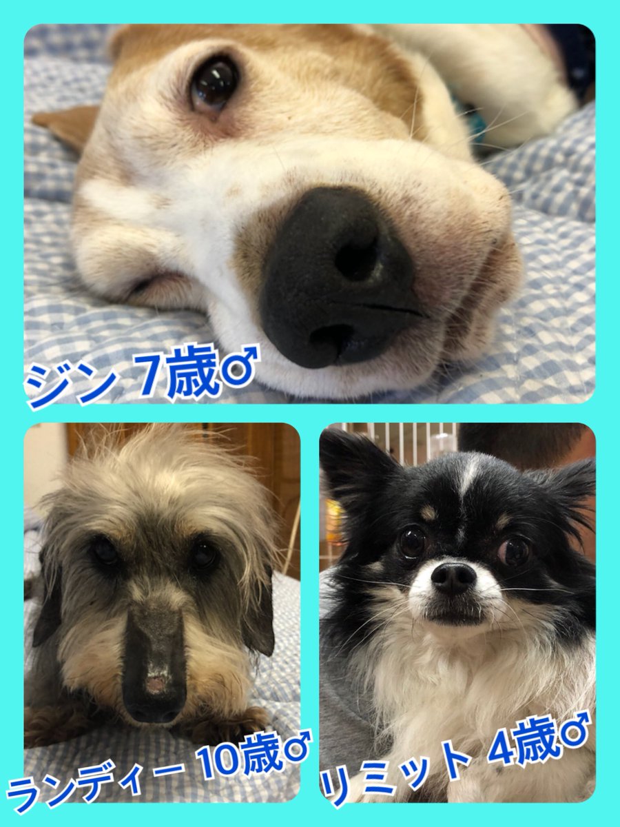 🐾今日の里親様募集中ワンコ🐶メンバーです🐾2020,4,20